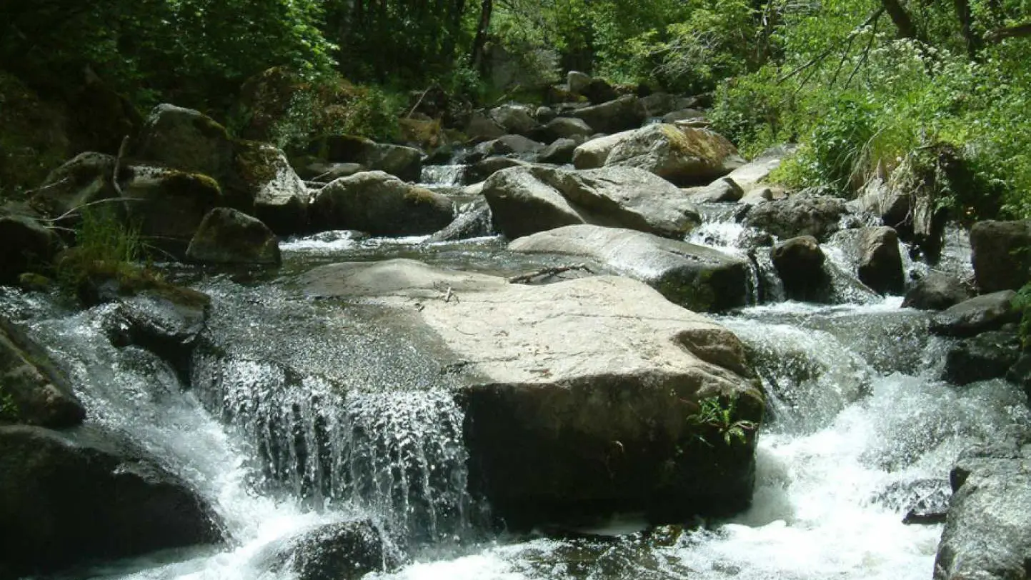 Le Chardon de Soleil_41