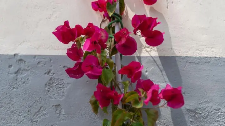 La Bastide du Cèdre_33