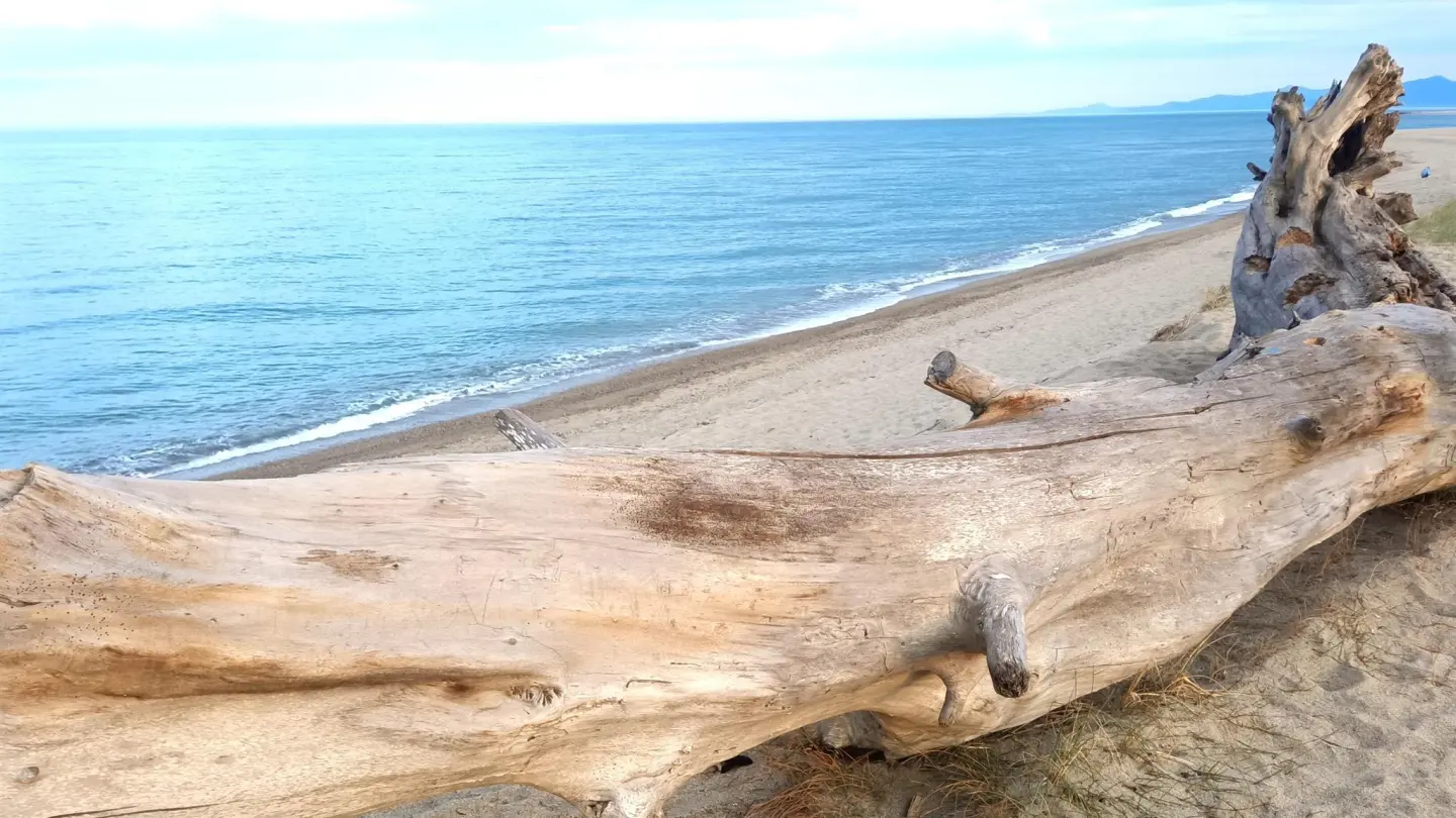 Les flamants roses_22