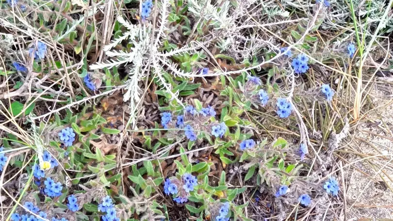 Les flamants roses_27