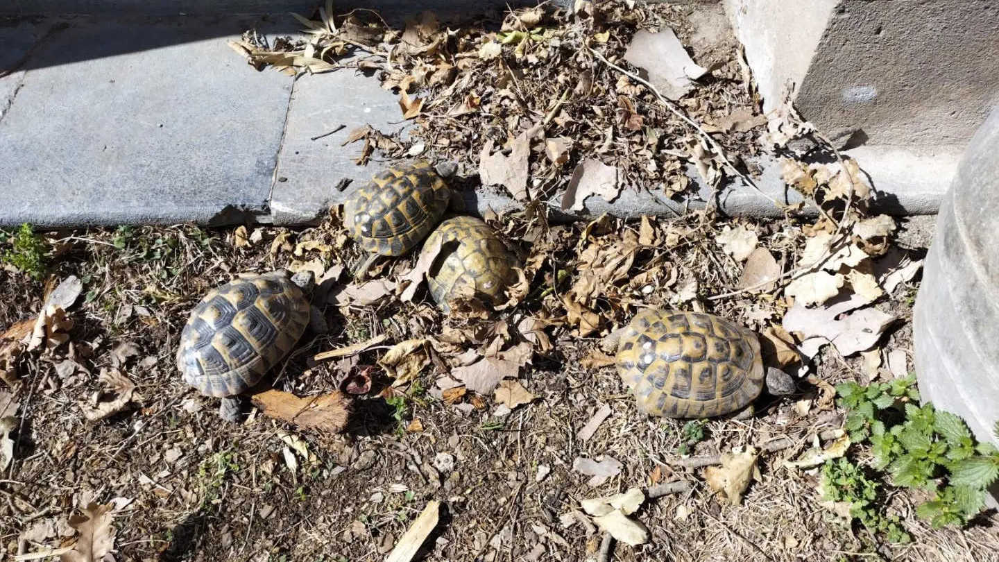 La Maison Bachelet_35