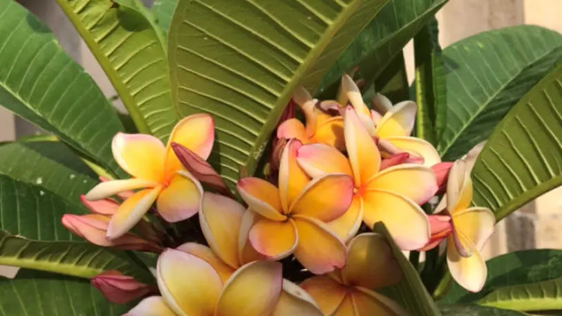 La Maison Bachelet_26