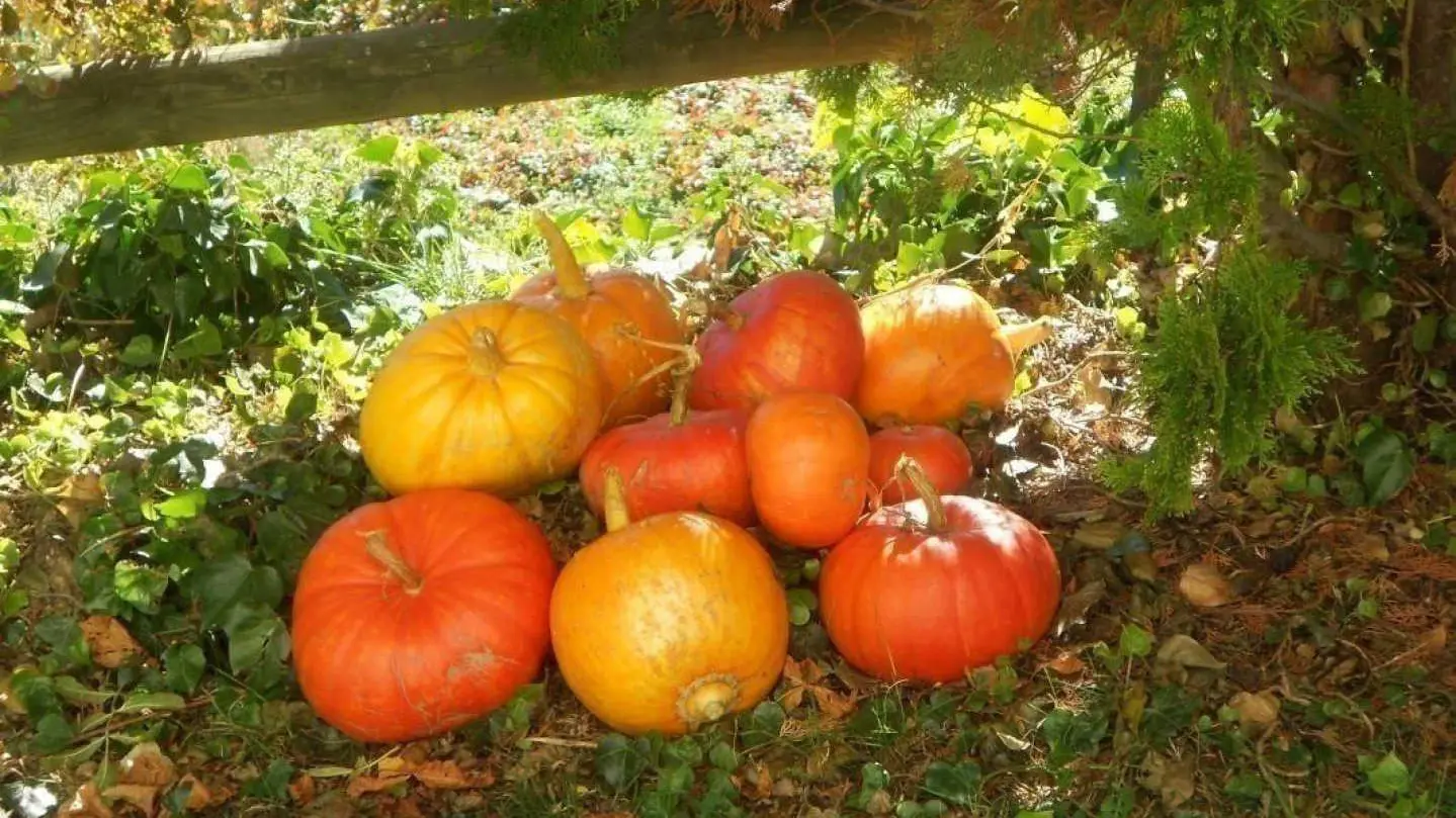 Les chambres du mas rondole_15