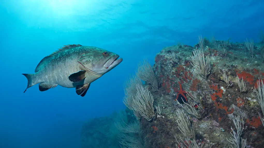 Plongée Cap Cerbère mérou