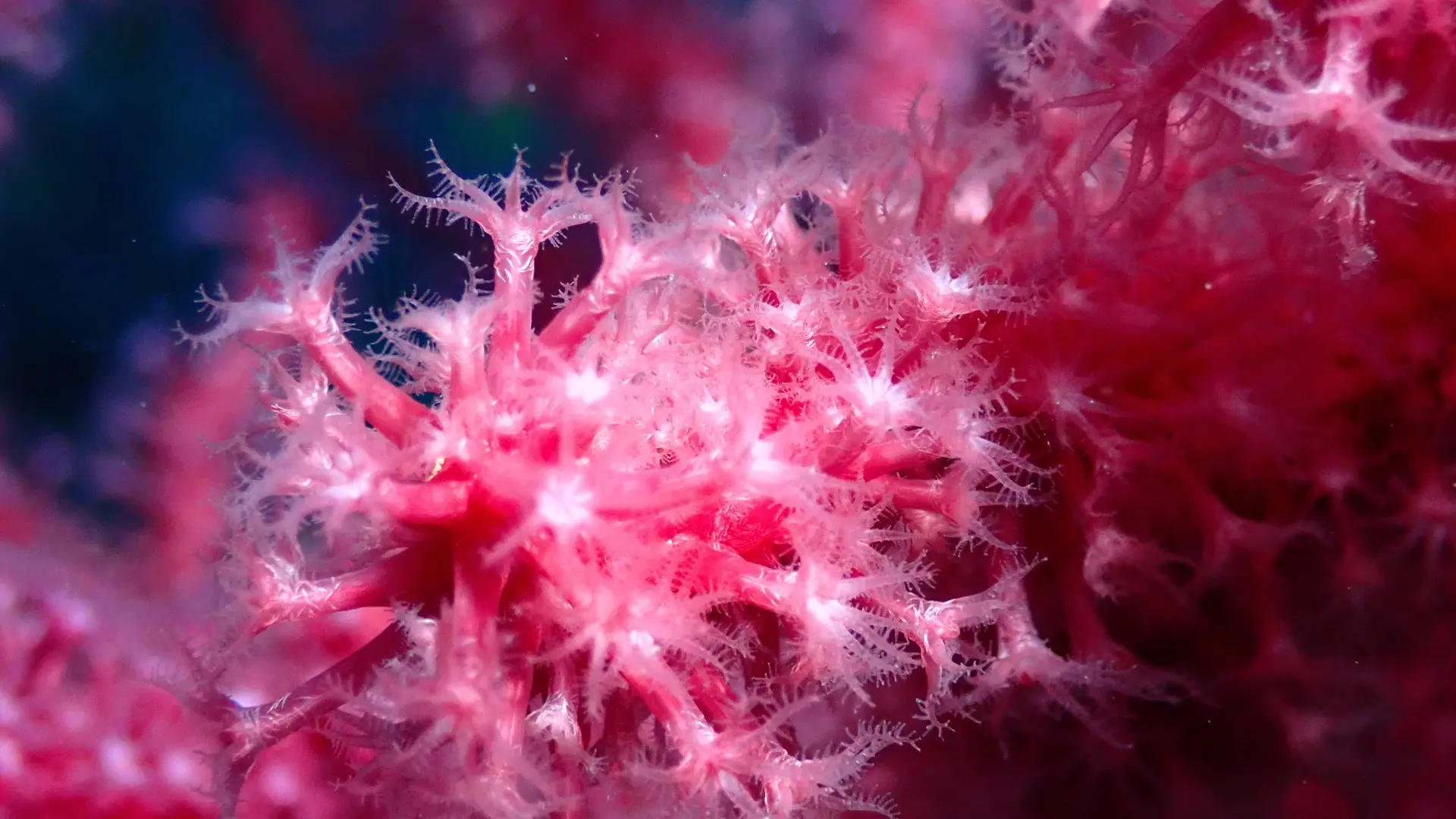 Gorgone mauve_Jardin aux gorgones_zoom