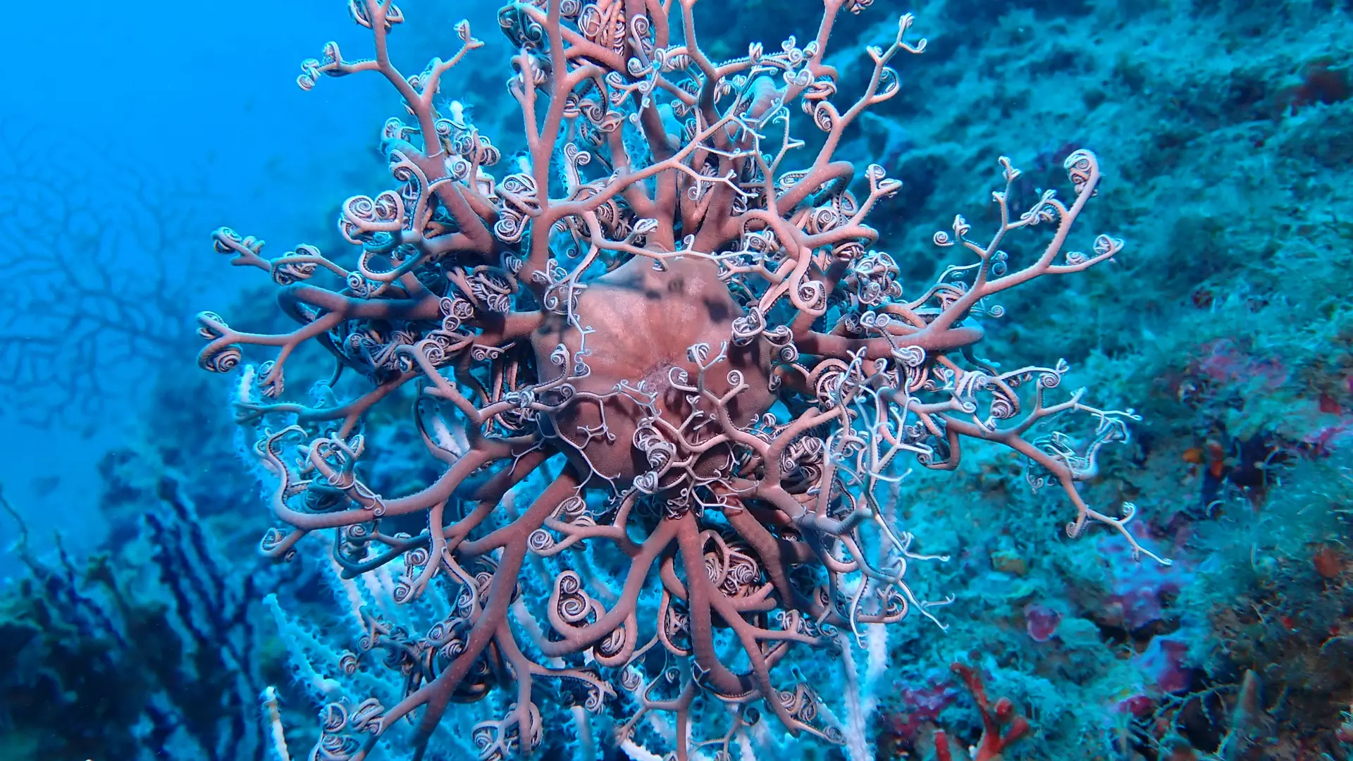 Gorgonocéphale_Jardin aux gorgones