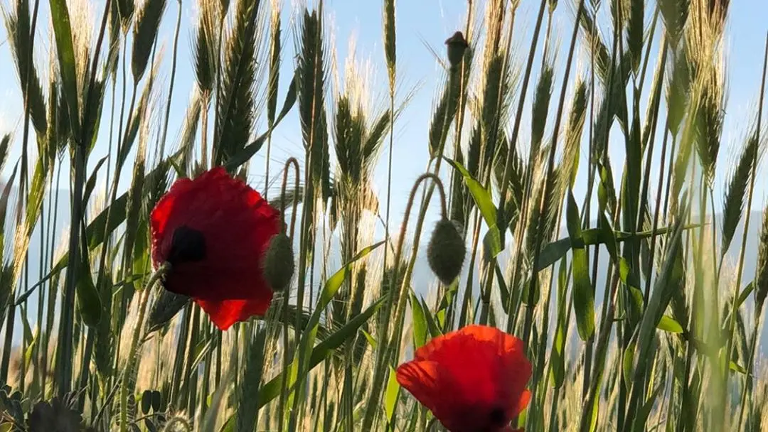 100744538_3594585950558542_1355290940436119552_o