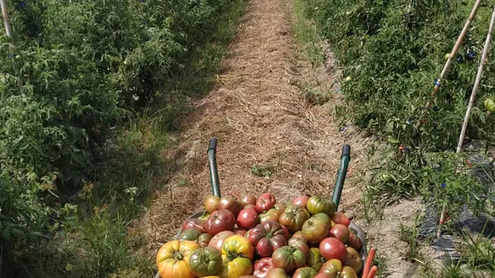 117230079_1643487045810474_7001601155514424629_n