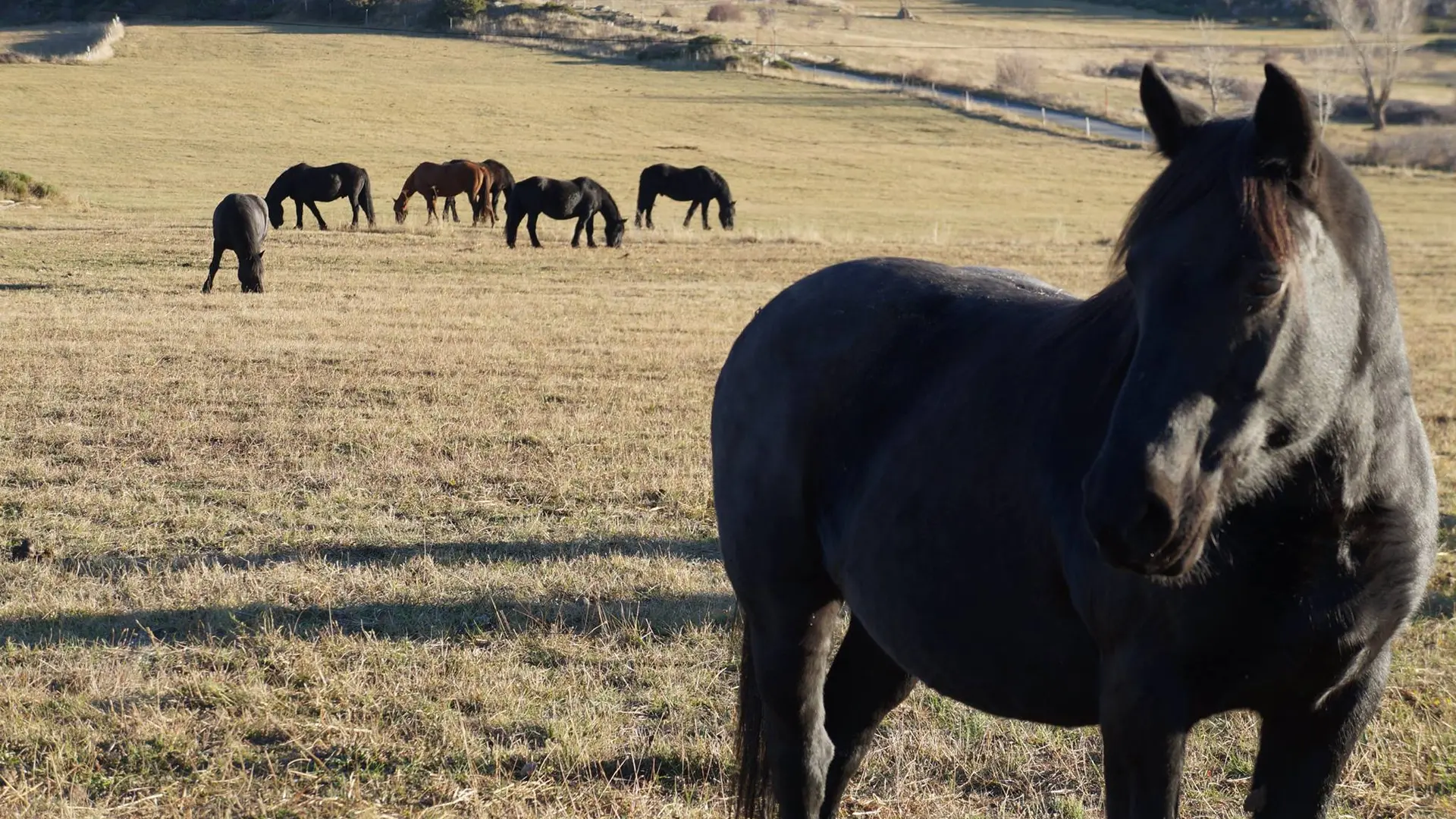 Ferme équestre du Mas Franc