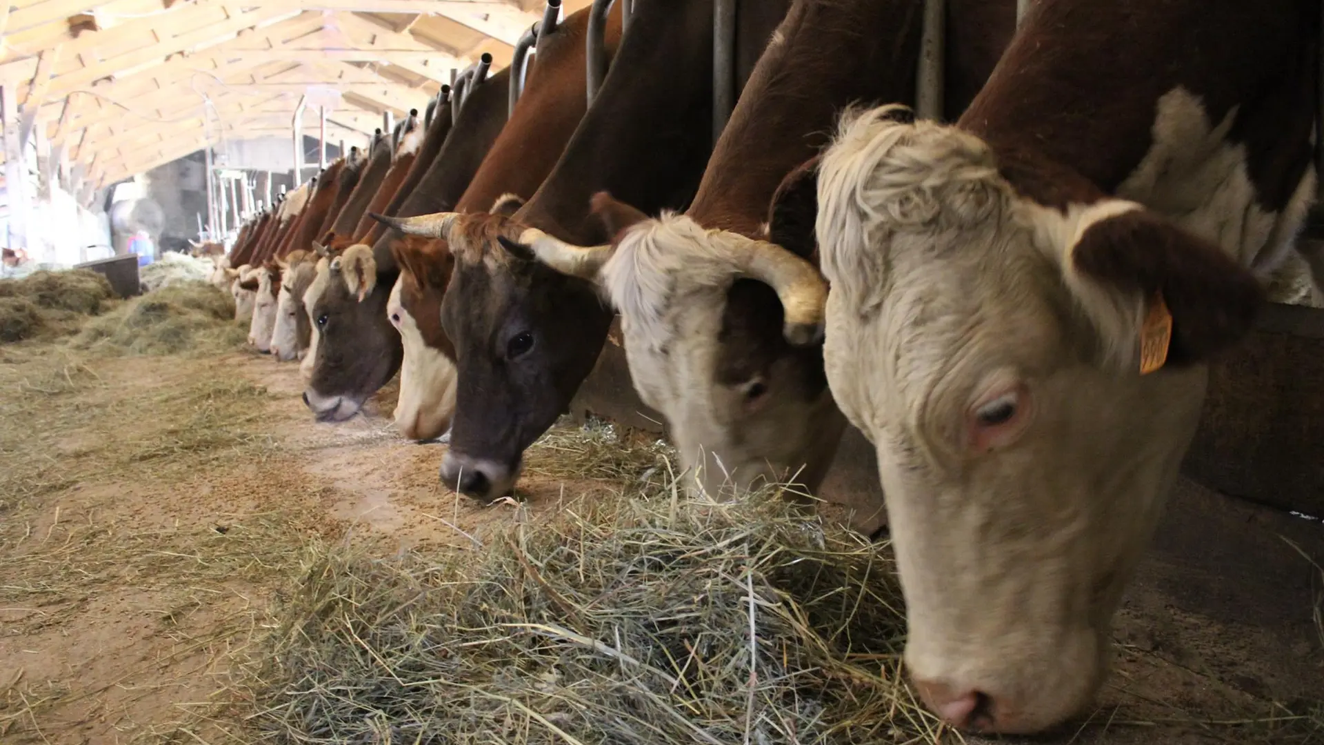 12466312_1602162276711042_378047851959260267_o