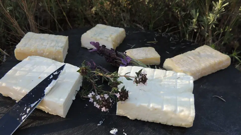 Présentation de fromages de chèvre