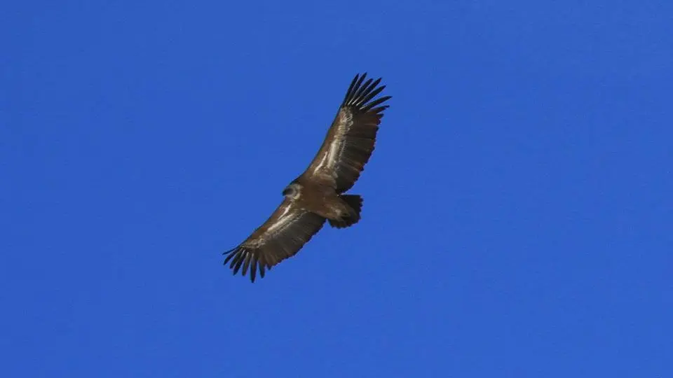 15272_764593210301800_4023325303959436342_n