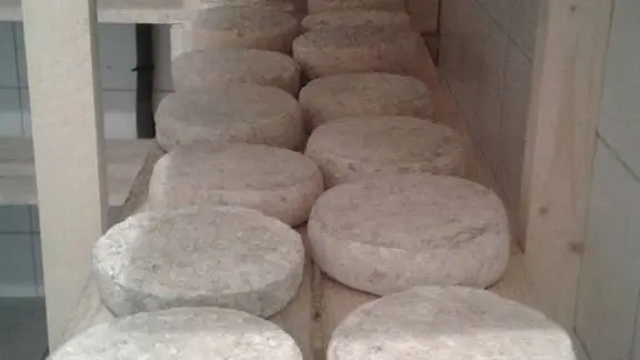 Affinage tommes de chèvre