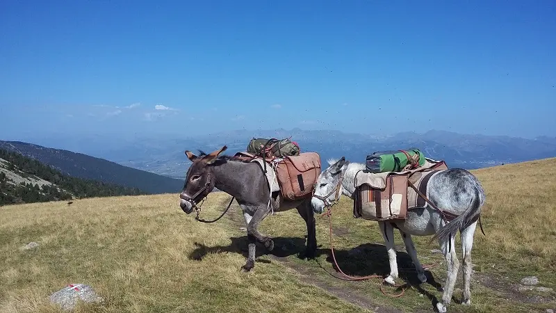 Les ânes du Tres Estelles