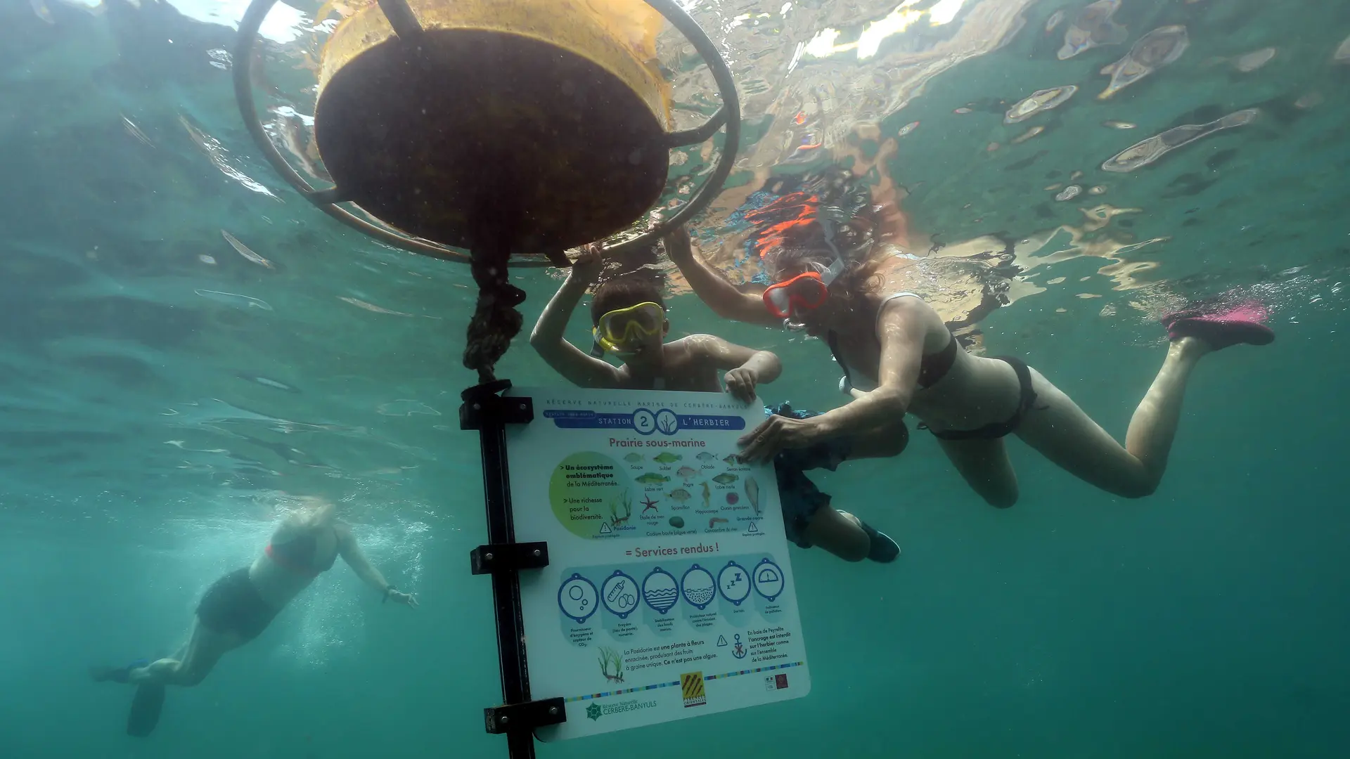 CERBERE SENTIER SOUS MARIN