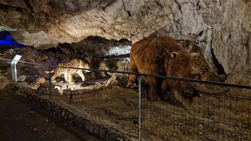 COVA BASTERA - DINOPEDIA EXPERIENCE