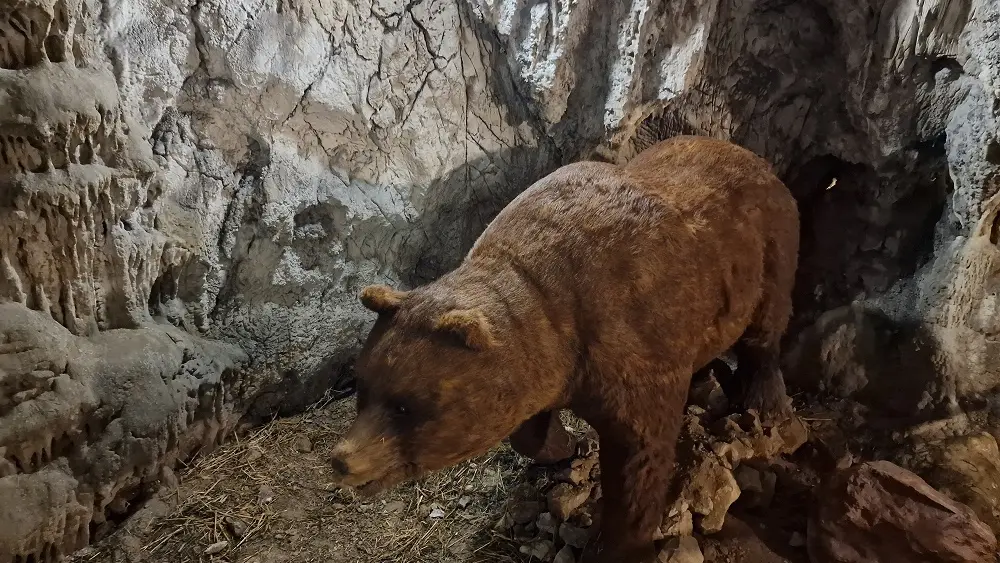 COVA BASTERA - DINOPEDIA EXPERIENCE