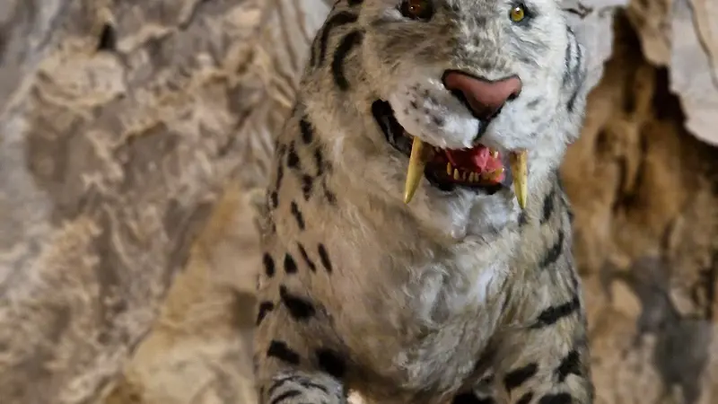 COVA BASTERA - DINOPEDIA EXPERIENCE