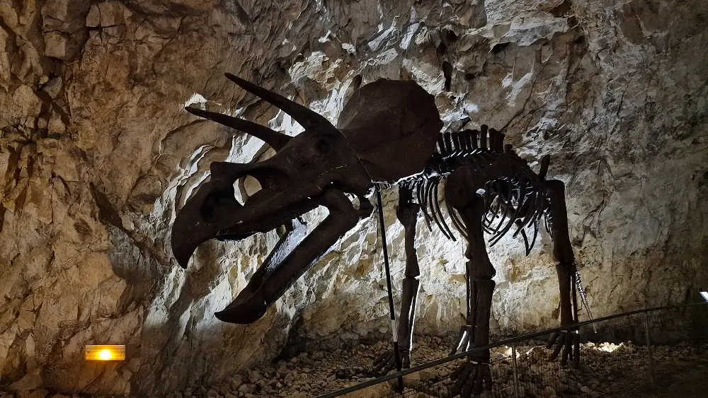 COVA BASTERA - DINOPEDIA EXPERIENCE