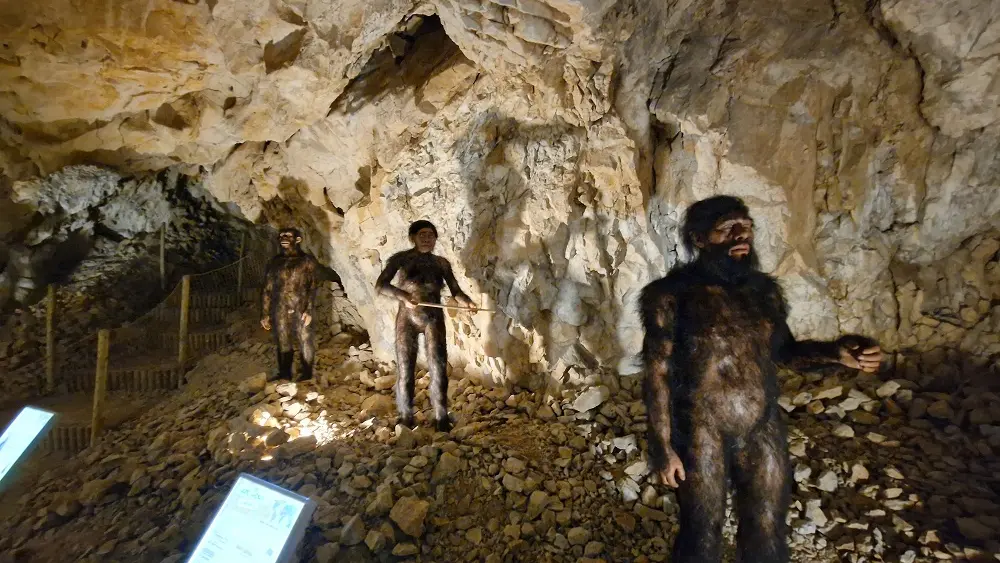 COVA BASTERA - DINOPEDIA EXPERIENCE