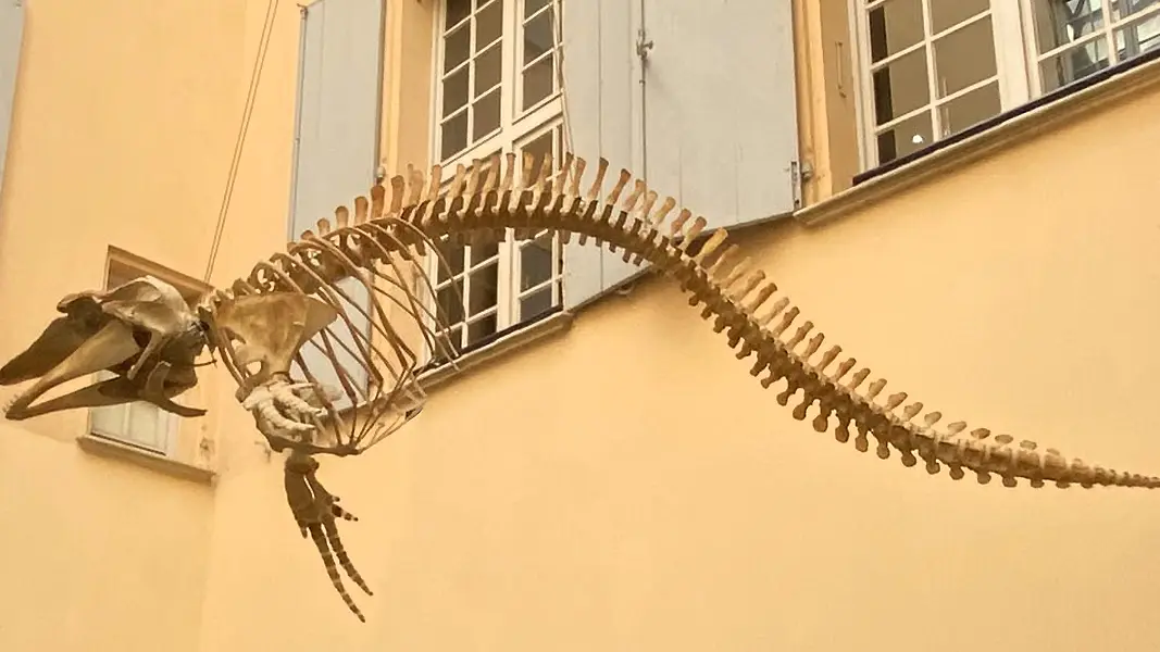 Muséum d'histoire naturelle