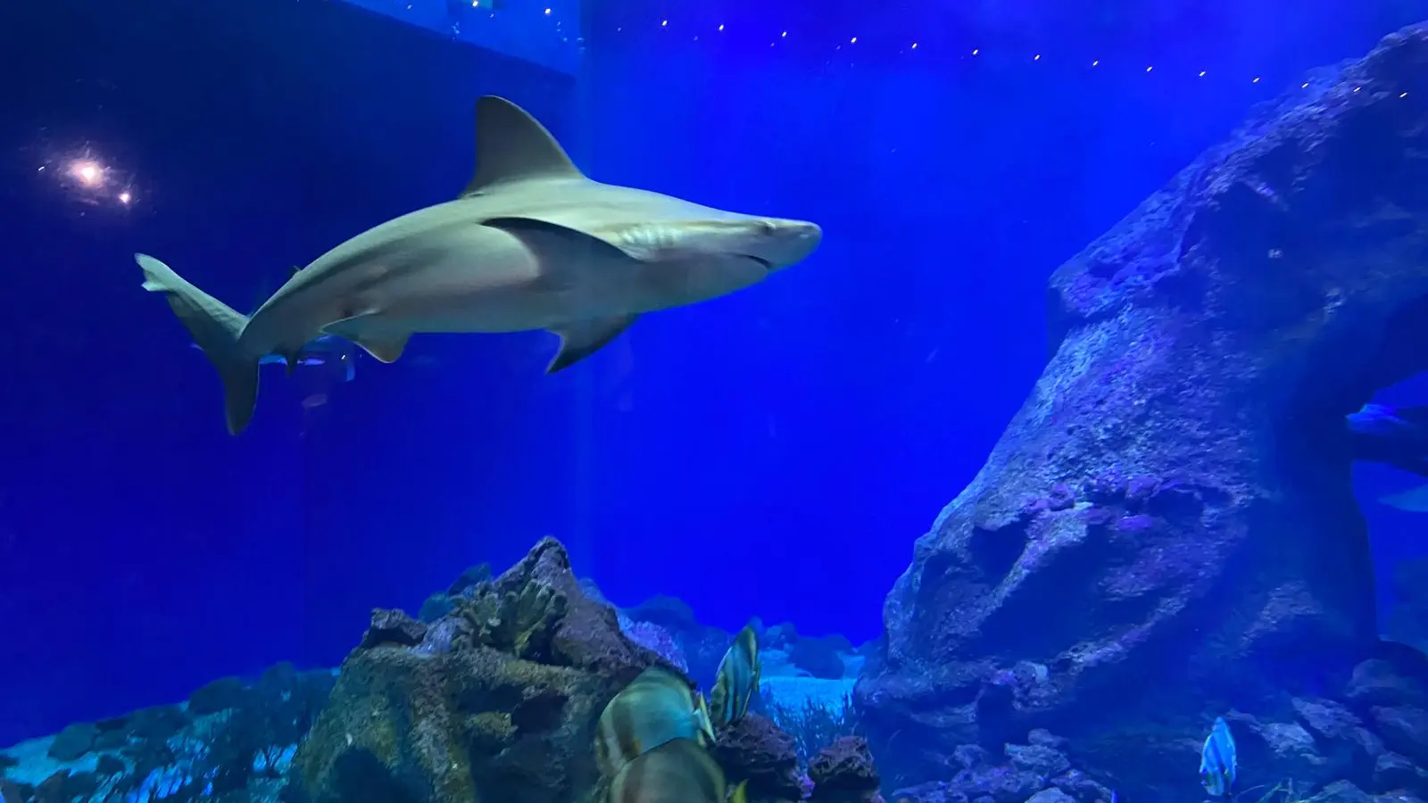 31 - Aquarium Oniria