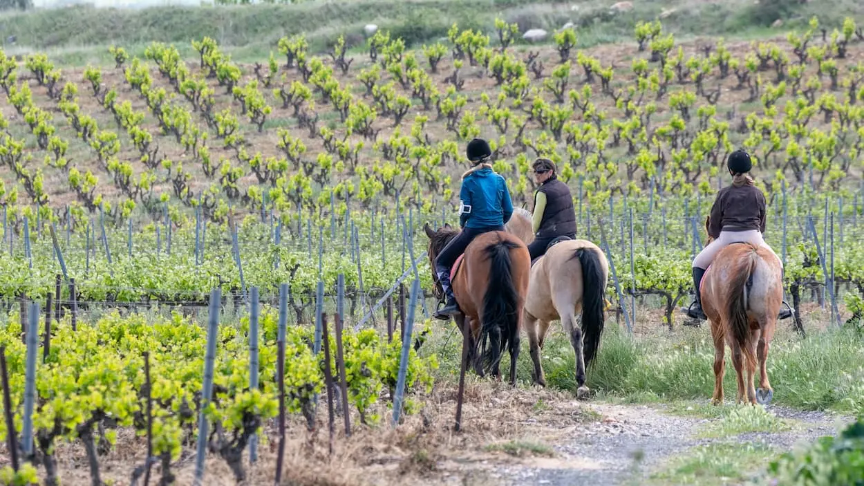 trois-chevaux-vignes-equitet-rando-corneilla-la-riviere-web