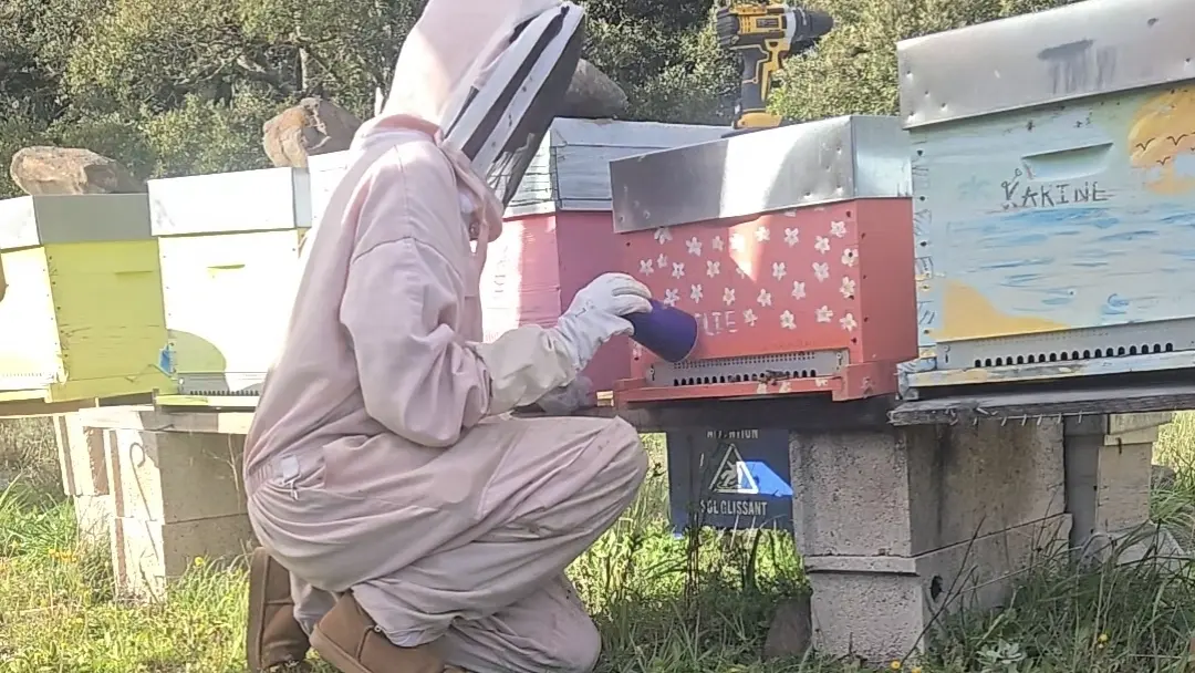 travail de la ruche