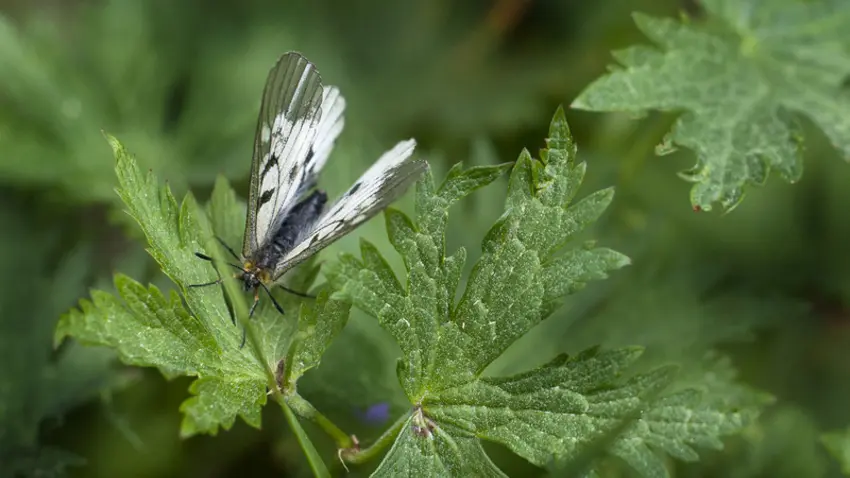 Réserve naturelle Eyne 4