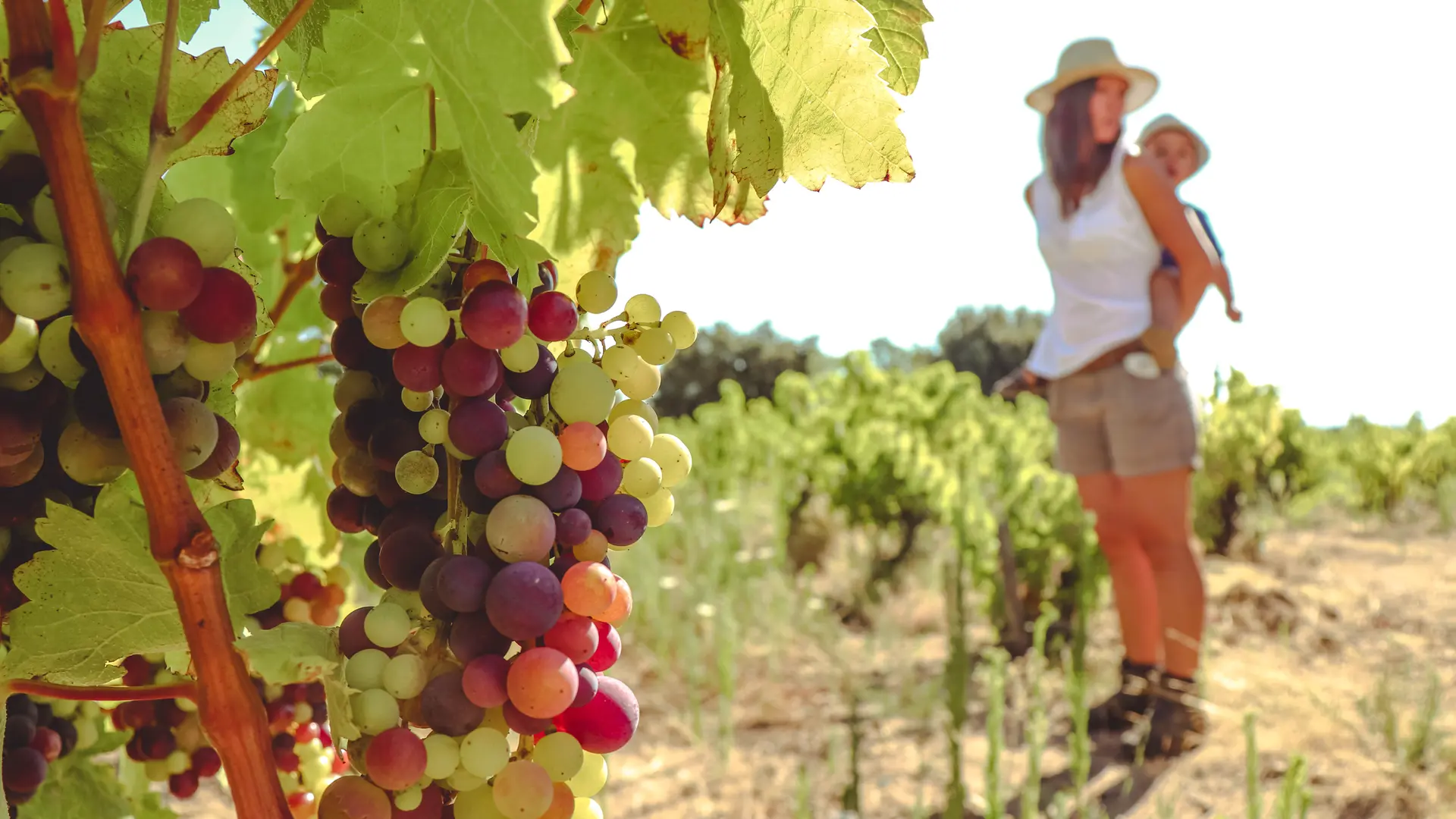 veraison at mas llossanes (1 of 1)