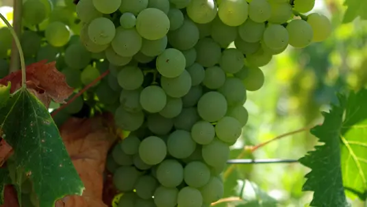 Grappe de Vermentino_3