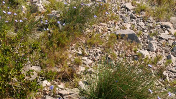 vingrau_dntail_collines_1