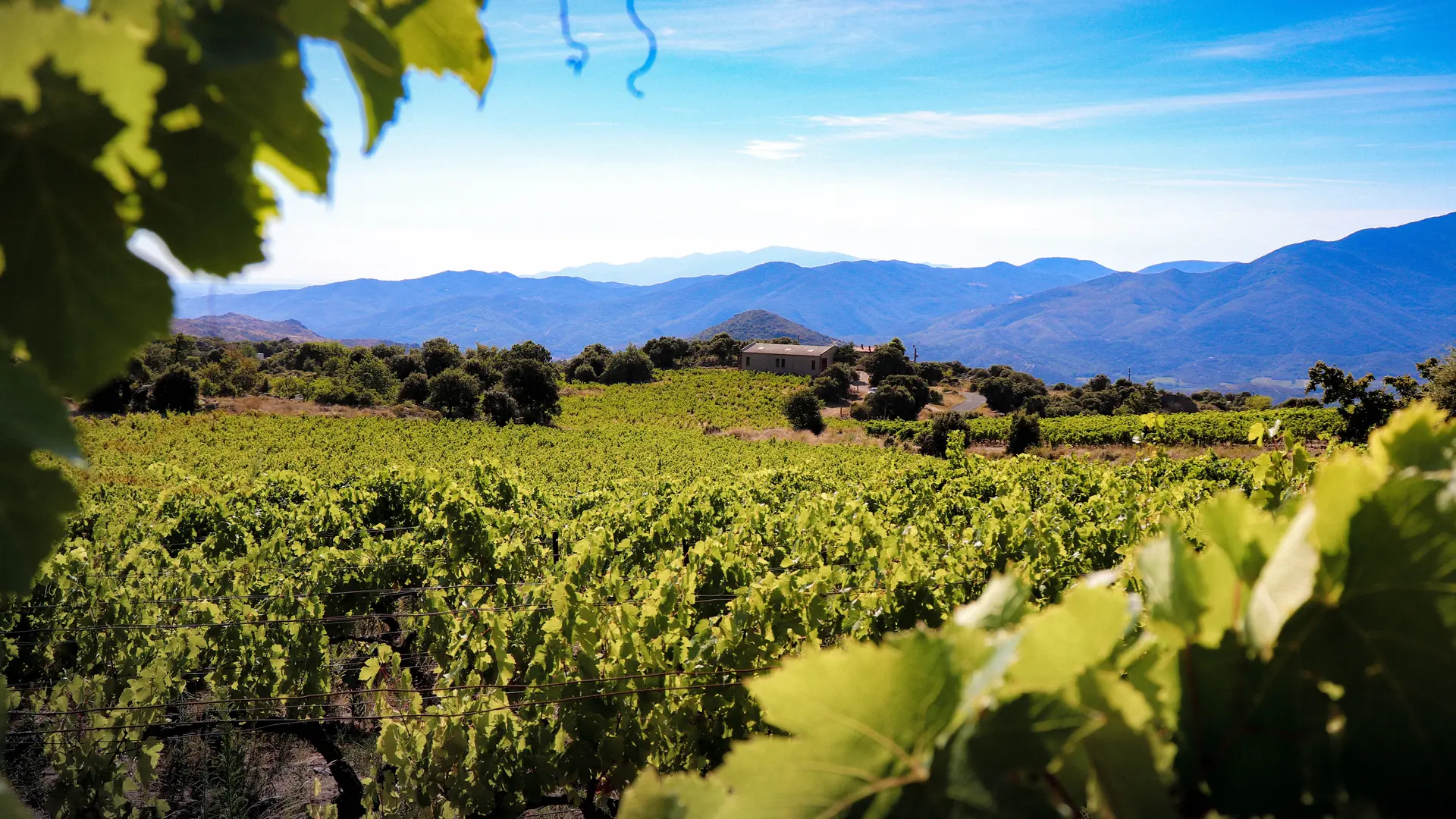 winery vineyard landscape