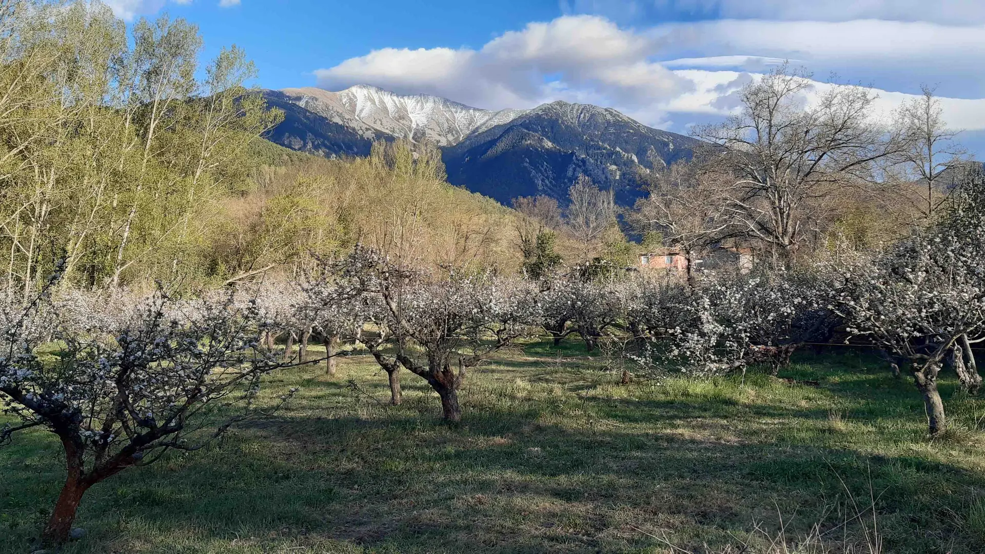 Vue sur pommiers et Canigó