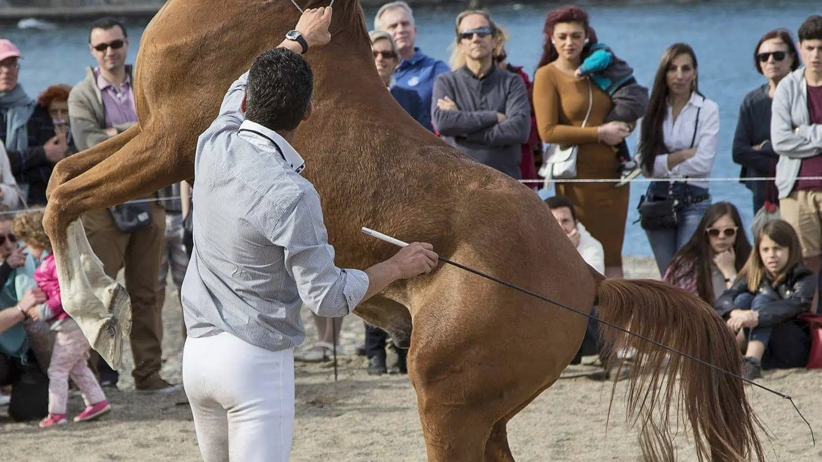 ASCENSION FLAMENCA03