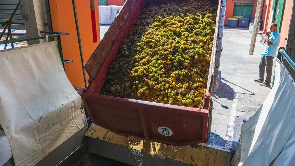 Vendanges Châetau de Péna