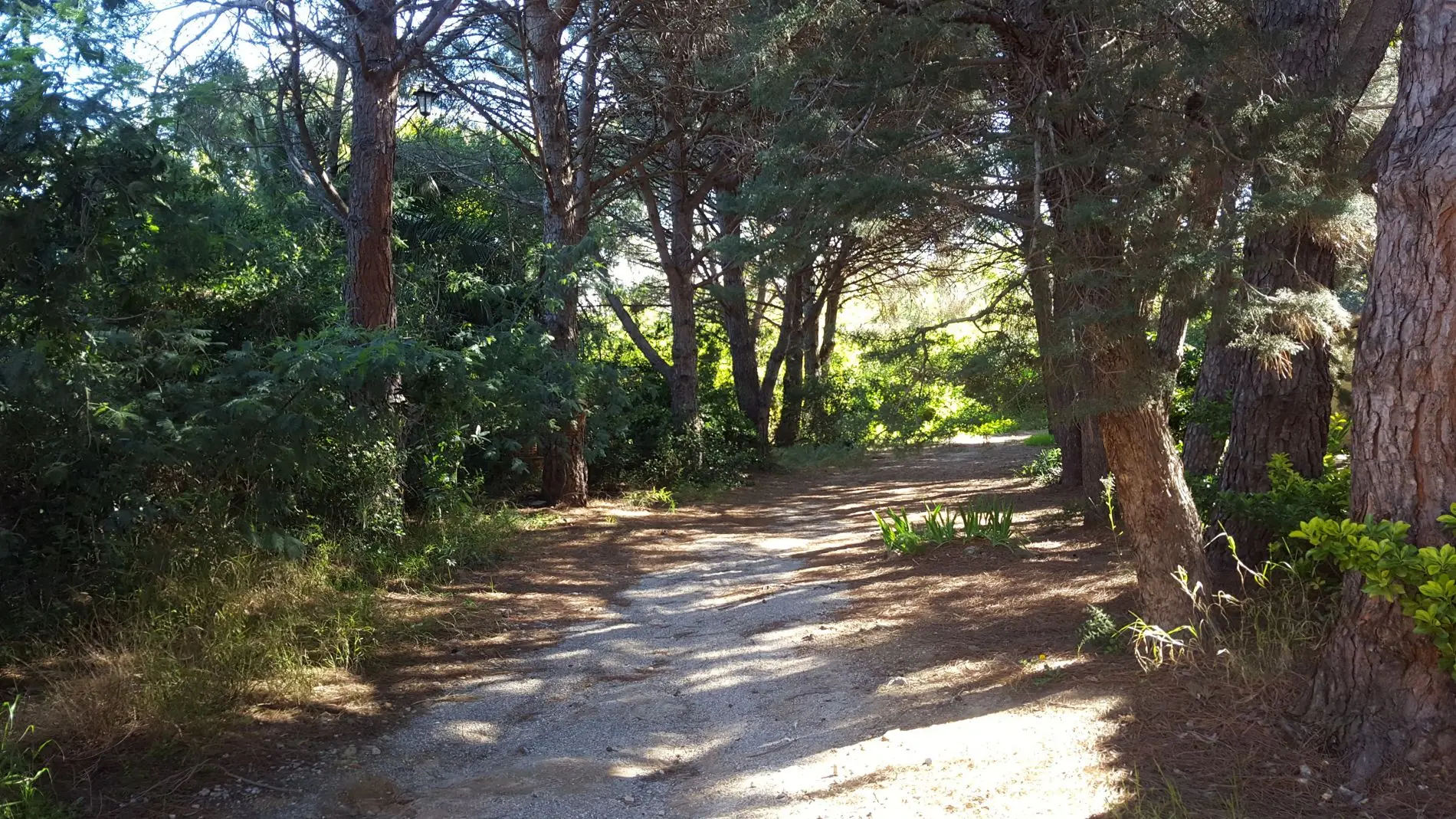 Allocigale_parc-1