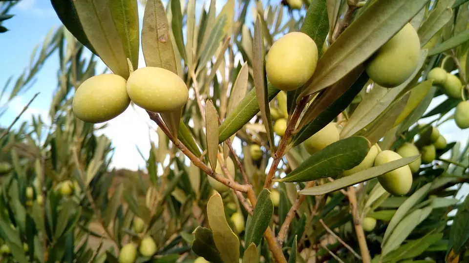 Aspres Fourques Mas d'en Sabine 2