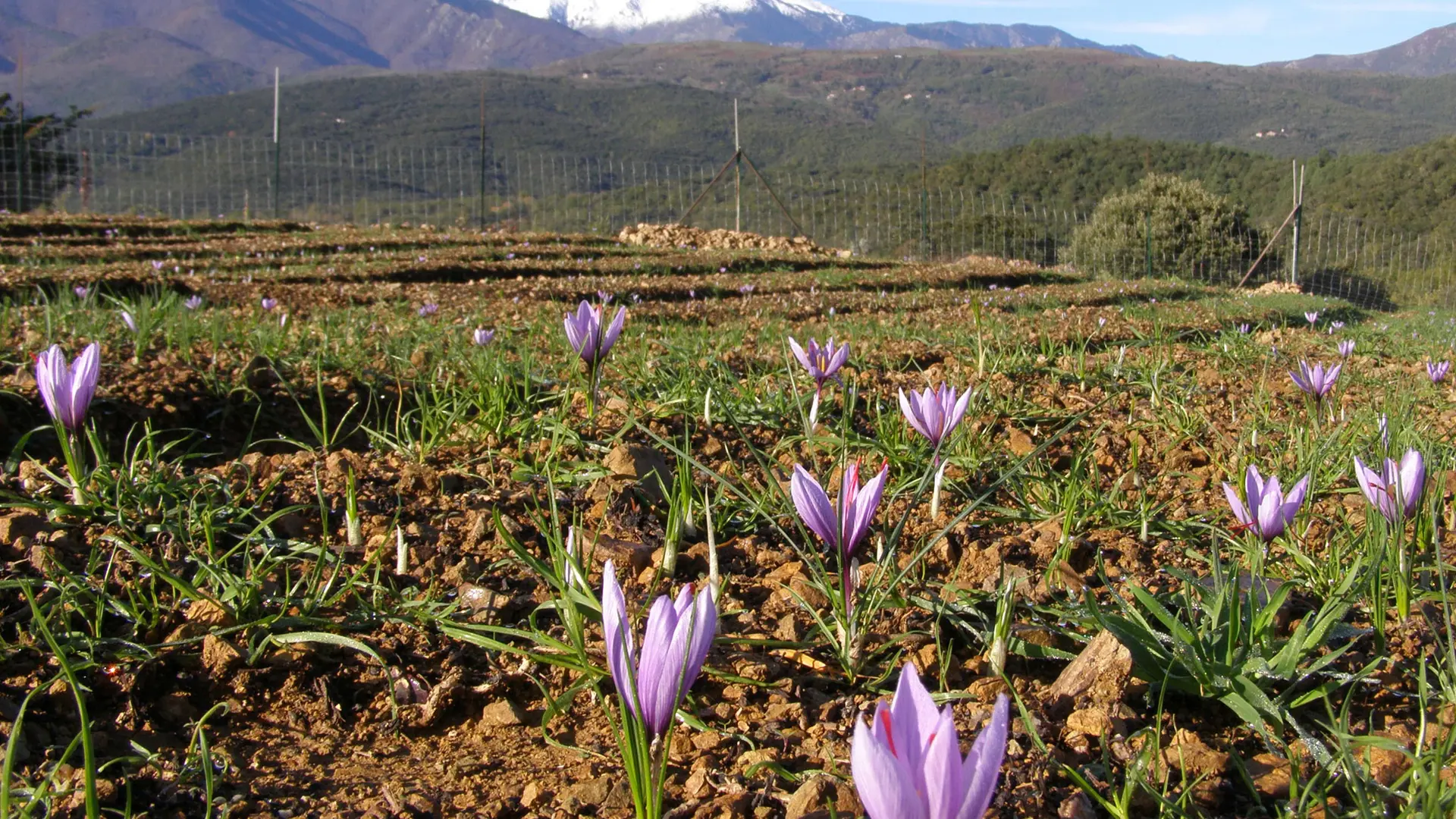 Aspres Oms Safran des Aspres champs