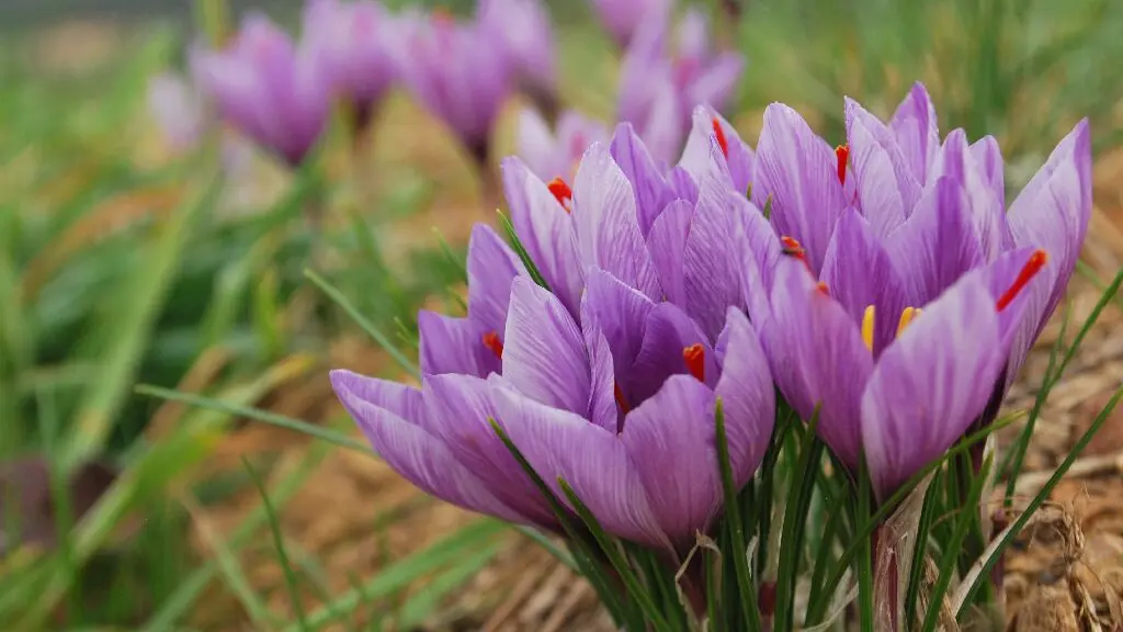 Aspres Oms Safran des Aspres fleur