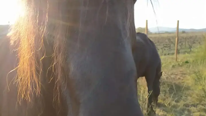 Aspres-Terrats-Le-Clan-d-Epona-2