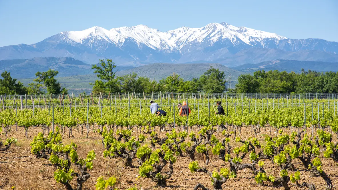 Aspres Thuir Château Lauriga 4