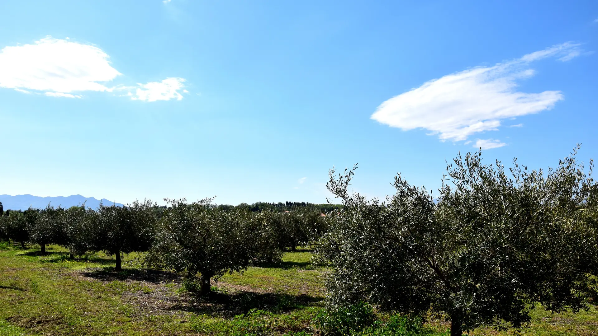 Aspres Trouillas Les Oliviers de la Canterrane HD6