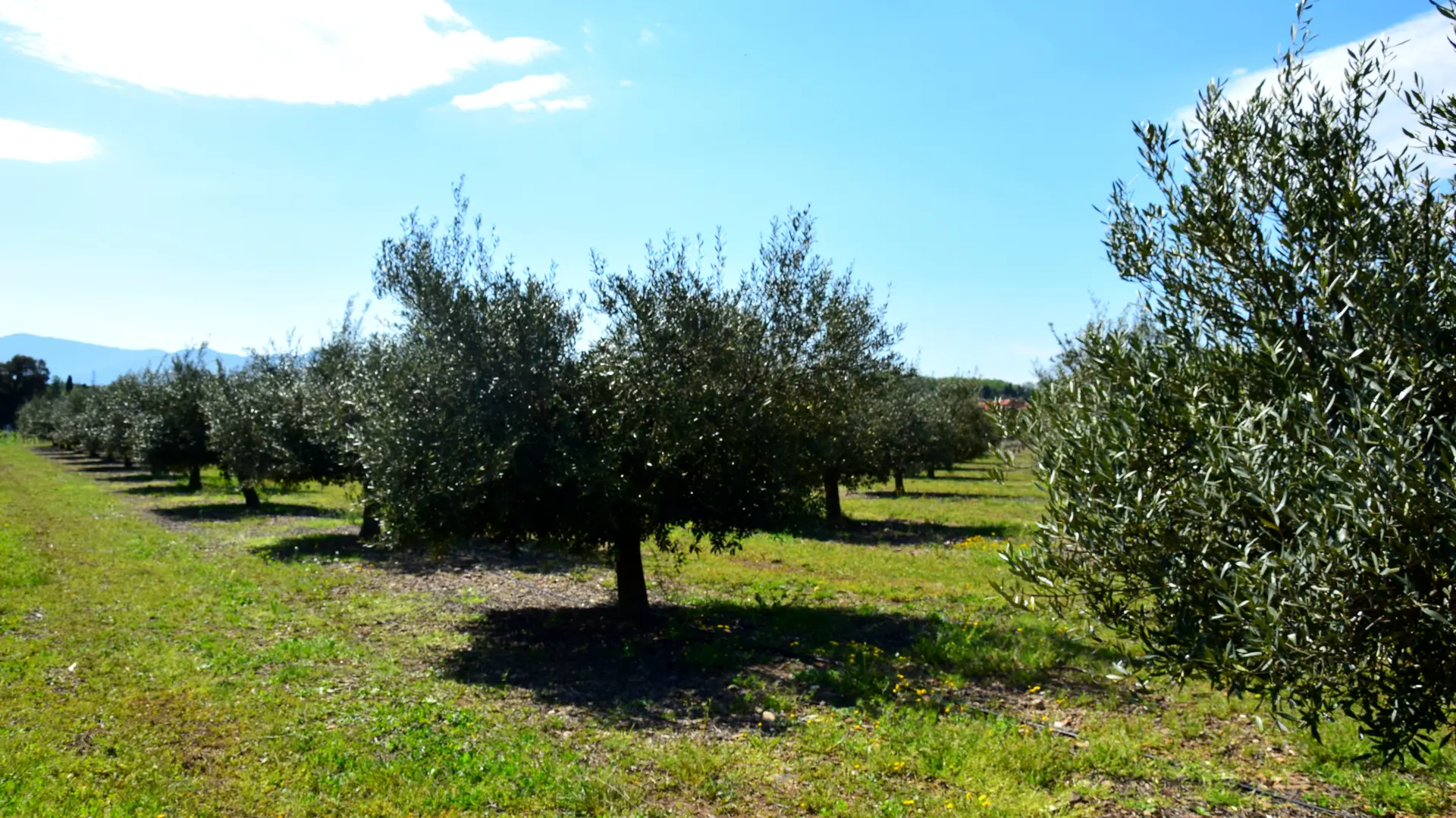 Aspres Trouillas Les Oliviers de la Canterrane HD7