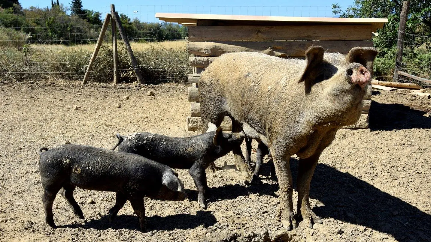 Aspres Villemolaque La Ferme Saint Roch cochon noir