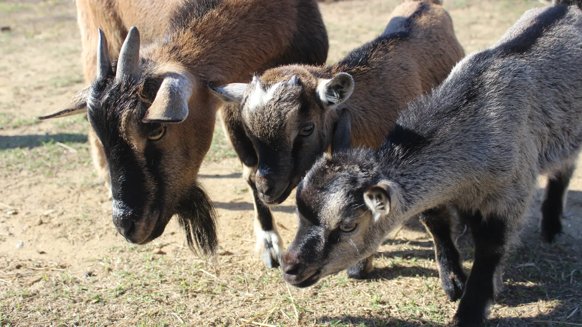 Aspres Villemolaque La Ferme Saint Roch chevres