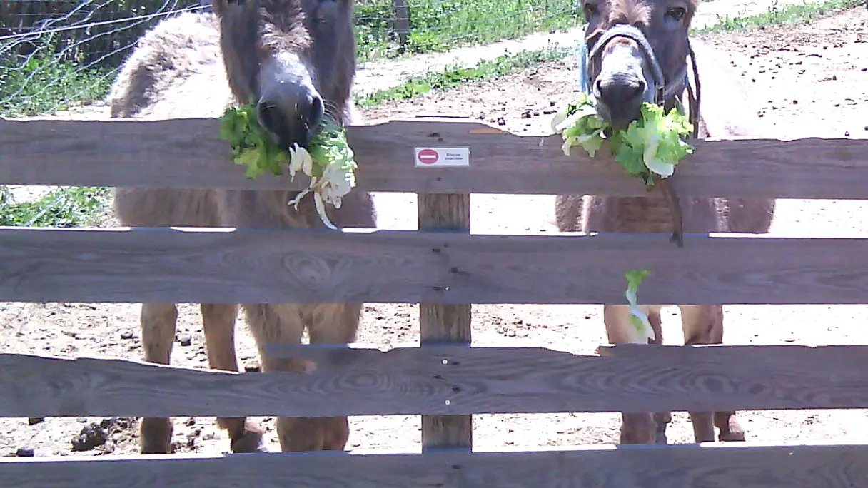 Aspres Villemolaque La Ferme Saint Roch anes gris