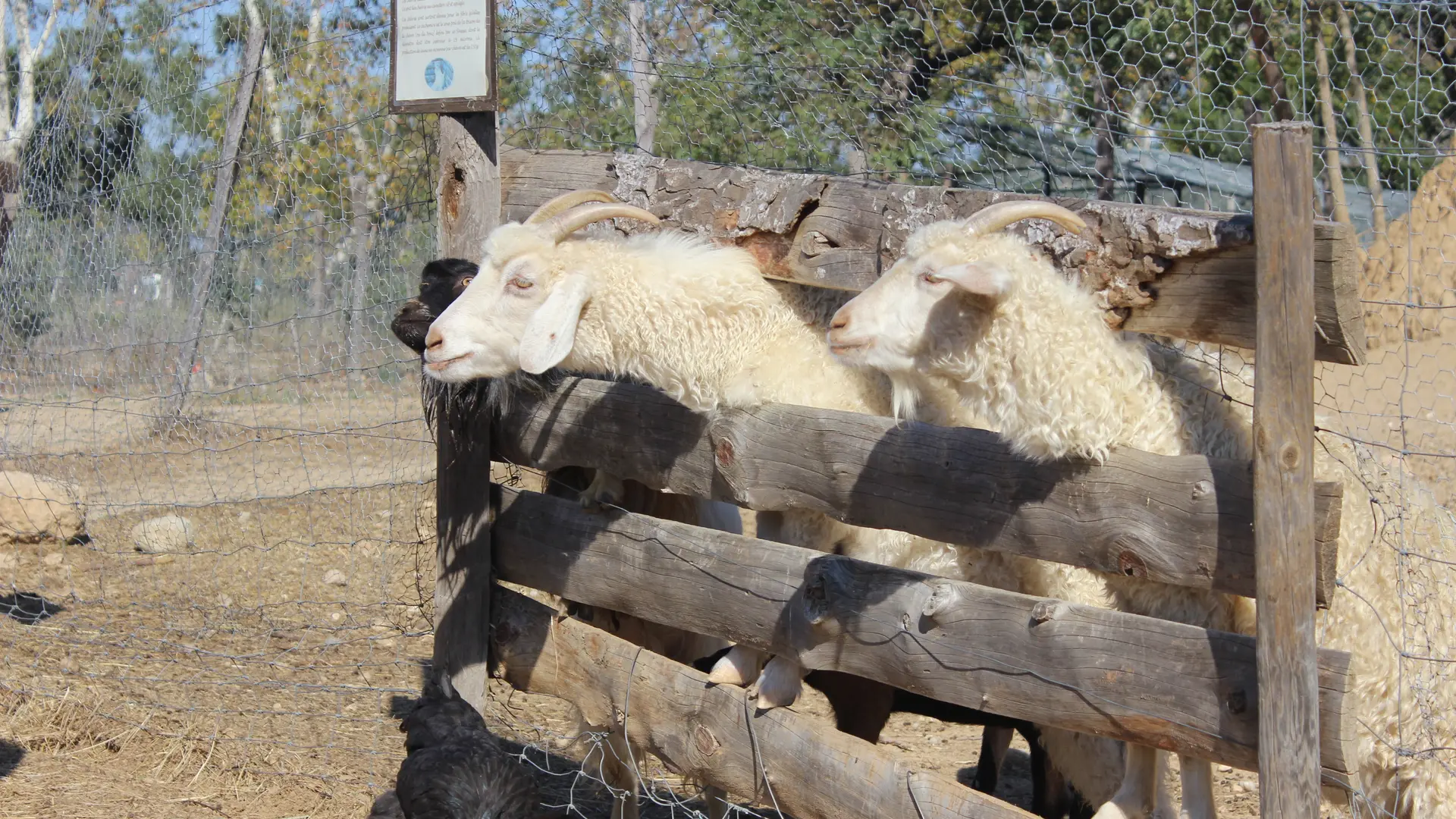 Aspres Villemolaque La Ferme Saint Roch boucs
