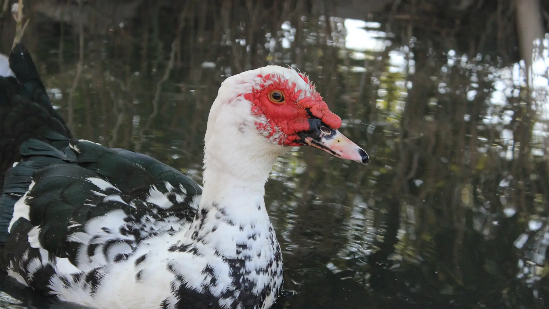 Aspres Villemolaque La Ferme Saint Roch oie 2