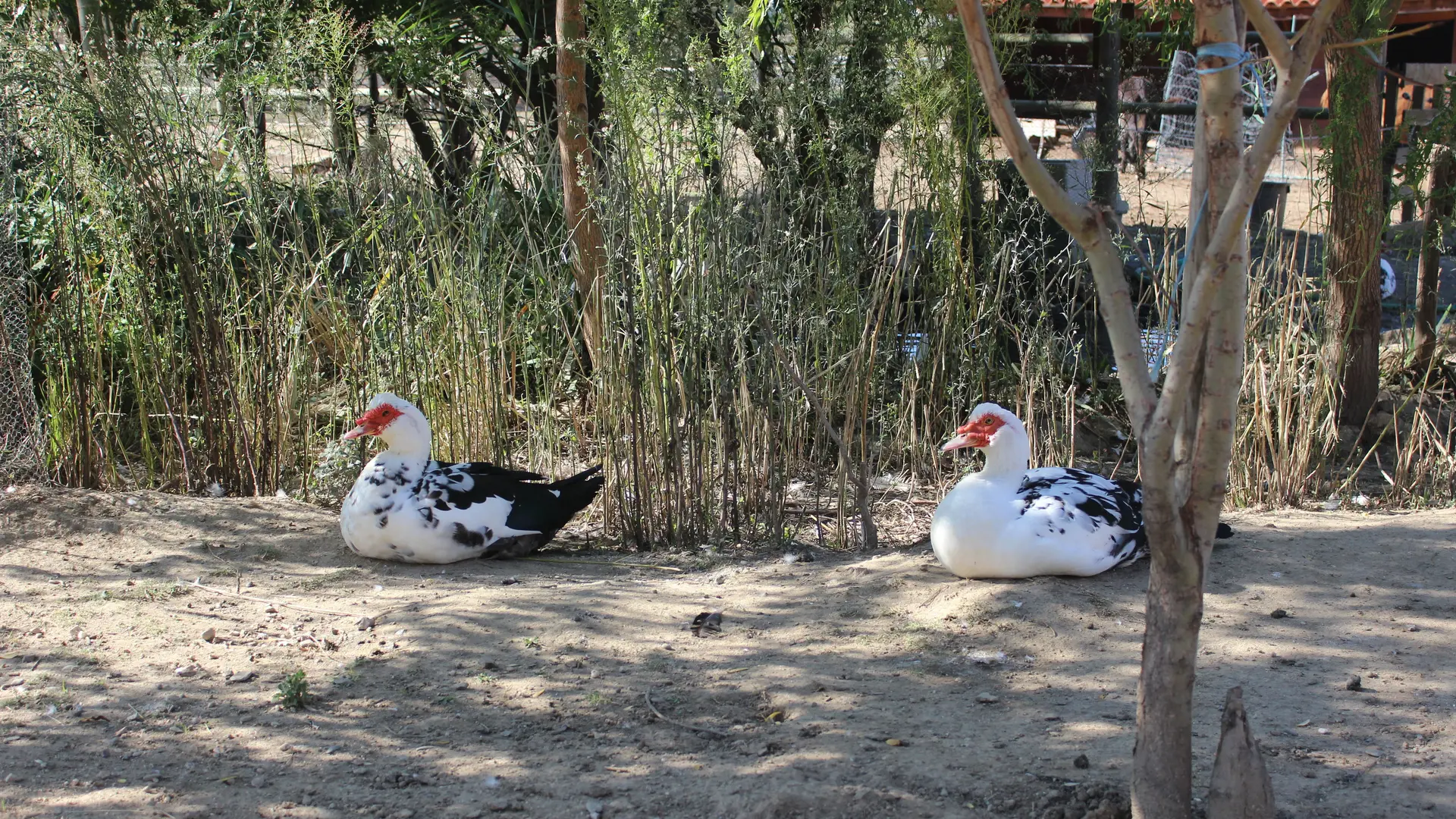 Aspres Villemolaque La Ferme Saint Roch oies
